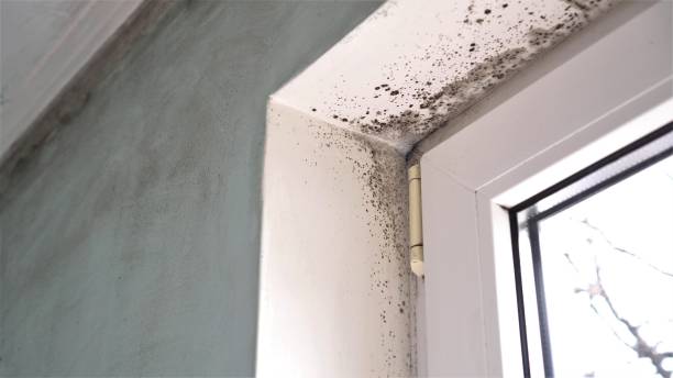Best Mold Testing  in Jim Thorpe, PA