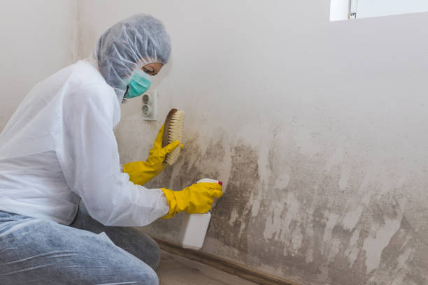 Best Commercial Mold Removal  in Jim Thorpe, PA