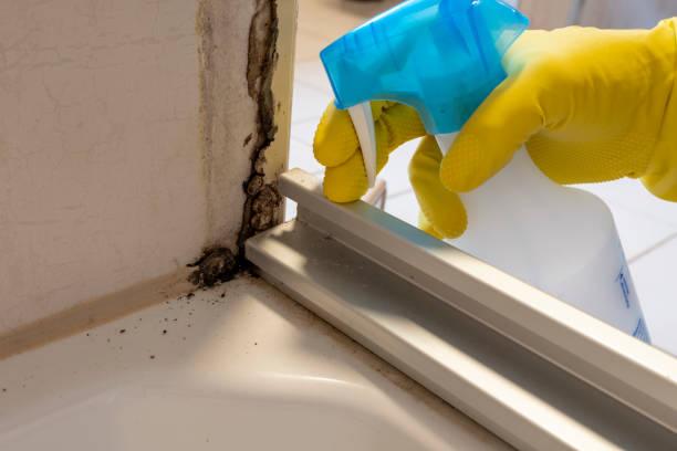 Best Mold Removal Process  in Jim Thorpe, PA