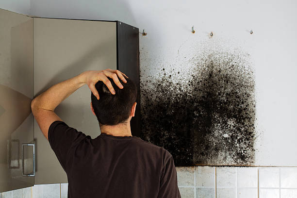Attic Mold Removal in Jim Thorpe, PA